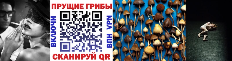 hydra tor  Усолье-Сибирское  Псилоцибиновые грибы Psilocybine cubensis 